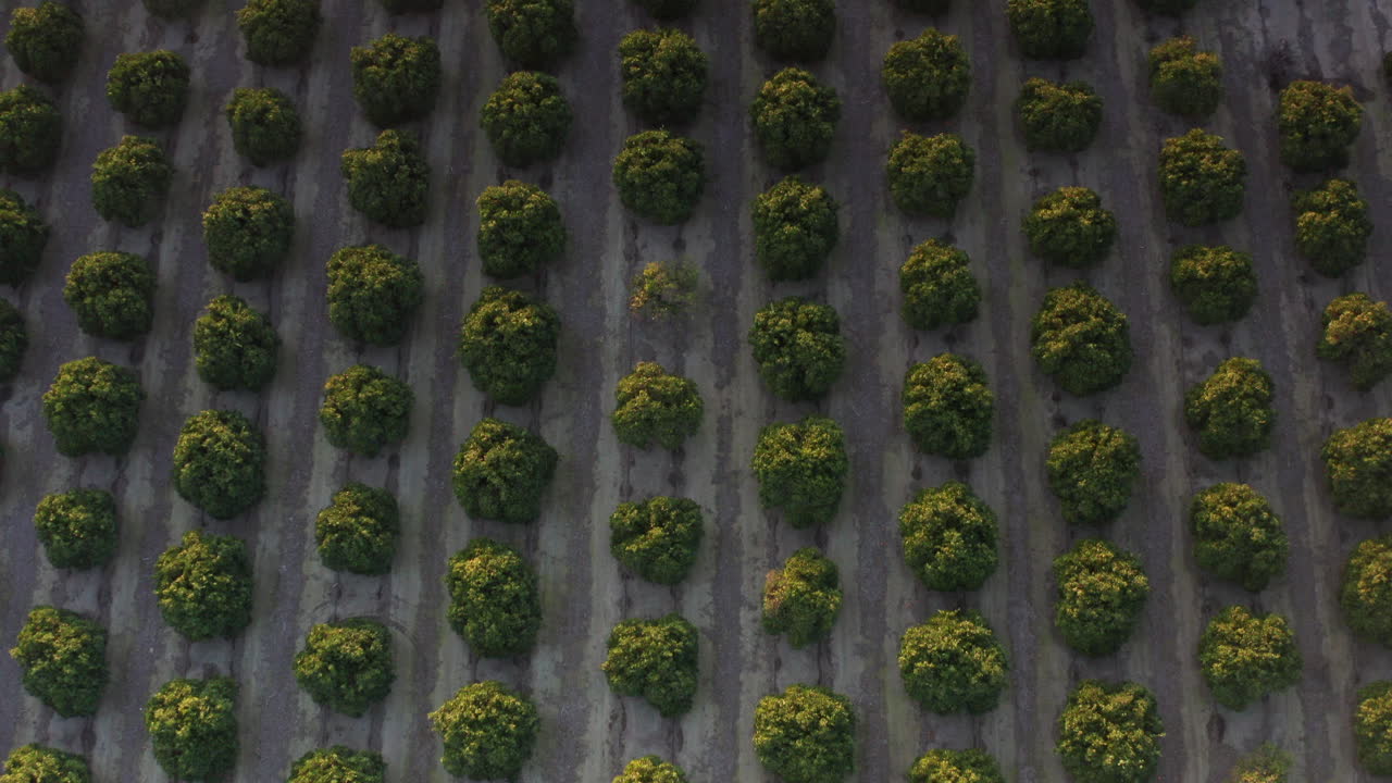 el hermoso campo agrícola de bakersfield, california - vista superior