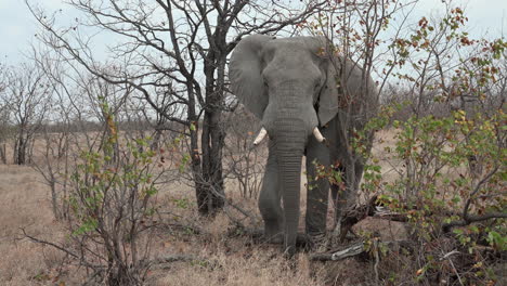 african elephant  bull foraging in shrubs