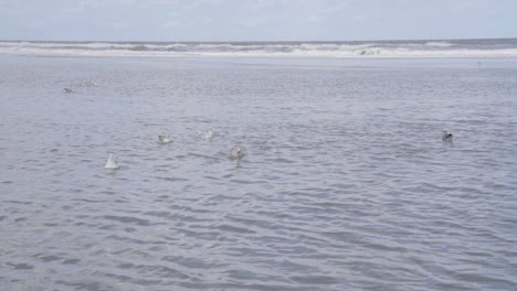 gull eating a star fish at sea - north sea, belgian coast