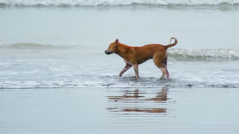 local stray dog enjoys playing in the surf on a beach in southeast asia