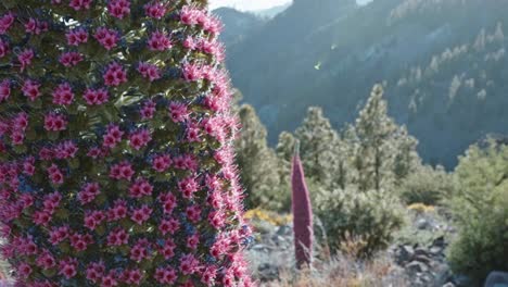 Vista-Detallada-De-La-única-Planta-Herbácea-Roja-Tajinaste-Rojo-O-Bugloss-Rojo