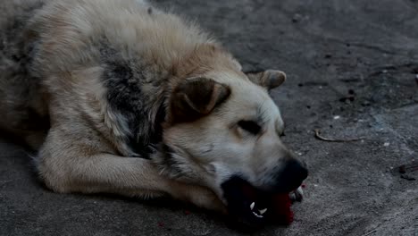 dog eating raw bloody bones