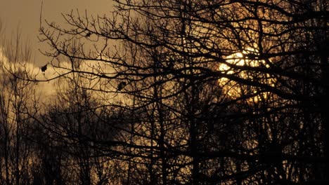 Amanecer-Detrás-De-árboles-Negros