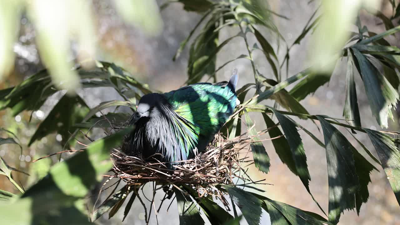 푸른 잎자루 사이 에 둥지를 짓고 있는 니코바르 비둘기