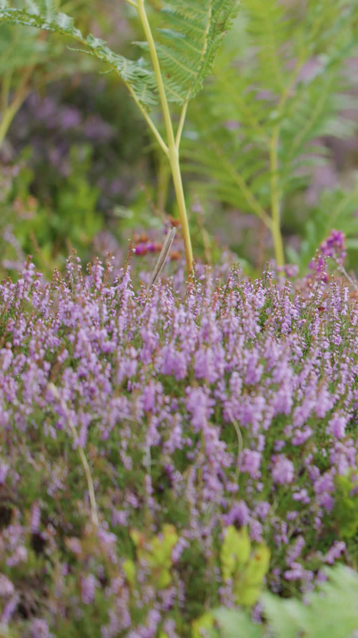Primo piano di fiori selvatici viola e felci verdi che si muovono delicatamente nel vento, ripreso all'aperto con luce naturale soffusa e una profondità di campo ridotta