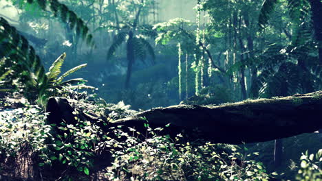 Sunbeam-shine-through-the-green-forest