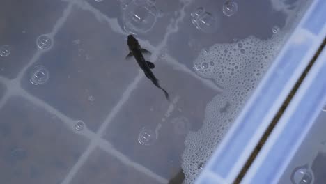 dark black pet fish in clear water bucket for sale at asian thailand fish market