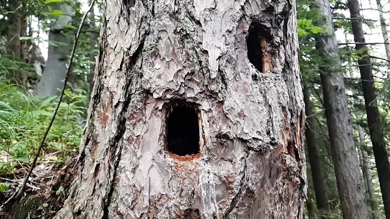 나무 줄기에 있는 둥근 딱따구리 구멍
