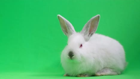 beautiful fluffy white rabbit isolated on a background of chromakey