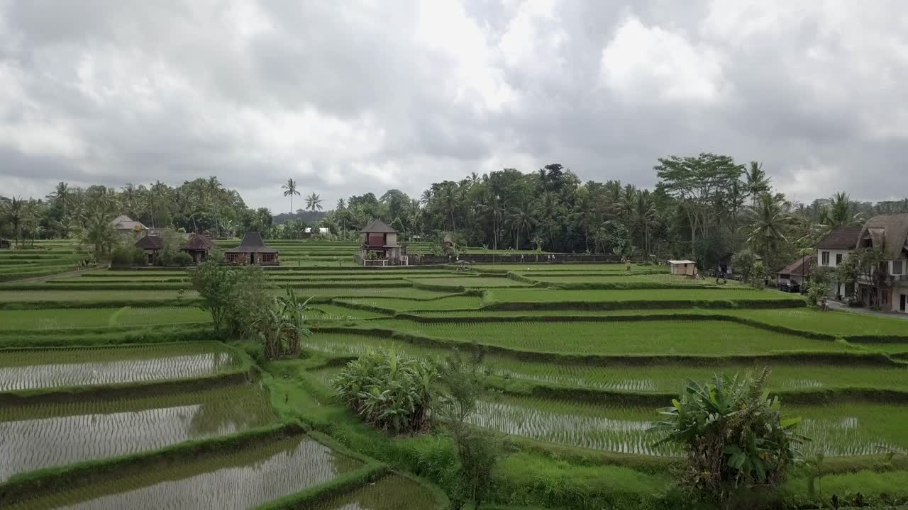 antena: terrazas de arroz en ubud bali