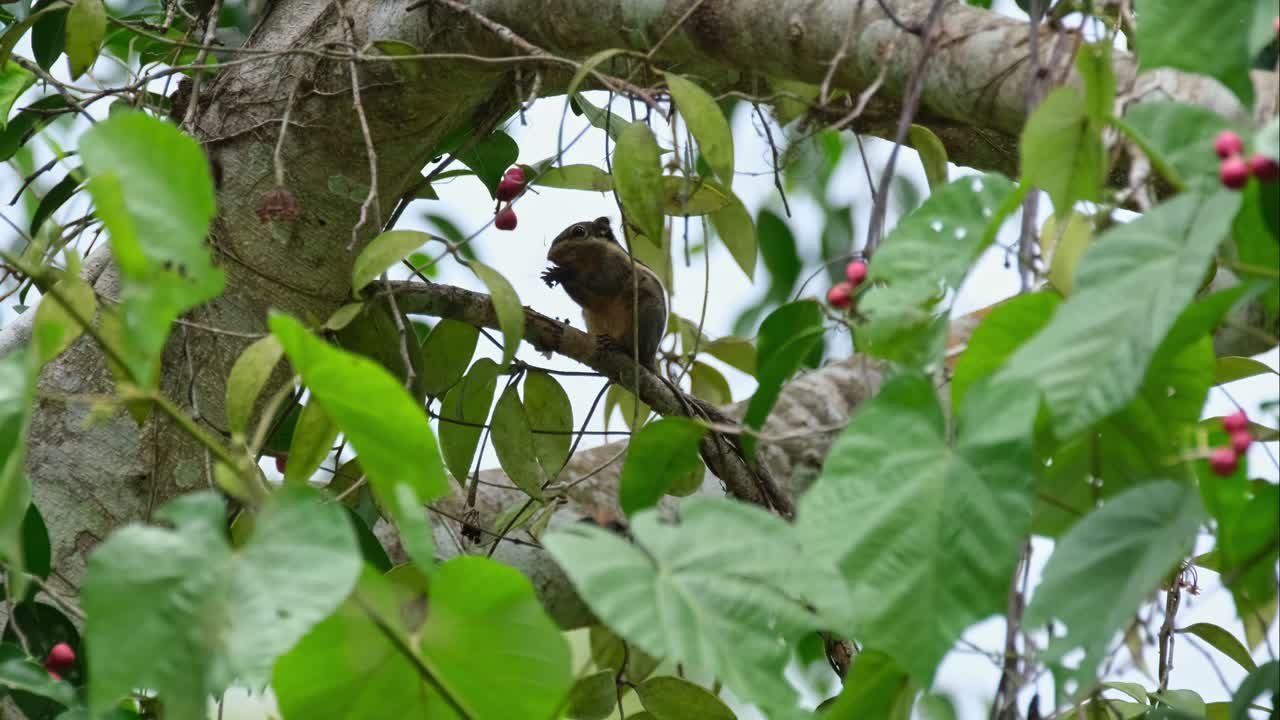 visto a través del follaje comiendo algunas frutas mientras la cámara se aleja, la ardilla a rayas birmana tamiops mcclellandii, tailandia