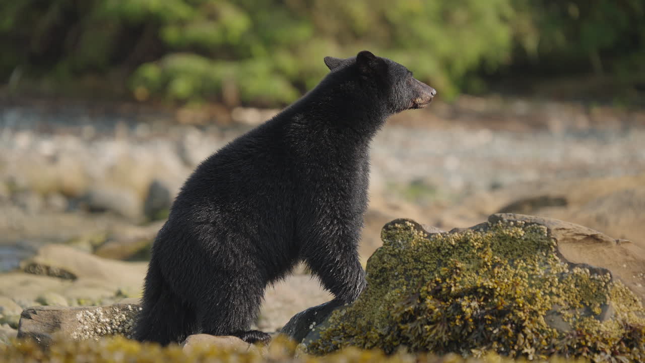 Orso nero nella Columbia Britannica, Canada, che pesca lungo la spiaggia e gli scogli per prepararsi al letargo e all'inverno