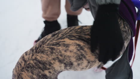 close-up view of brindle dog fur pattern during winter walk on snowy path, partial view of coat, leash, and snow-covered ground, highlighting texture and movement of short fur and muscular frame