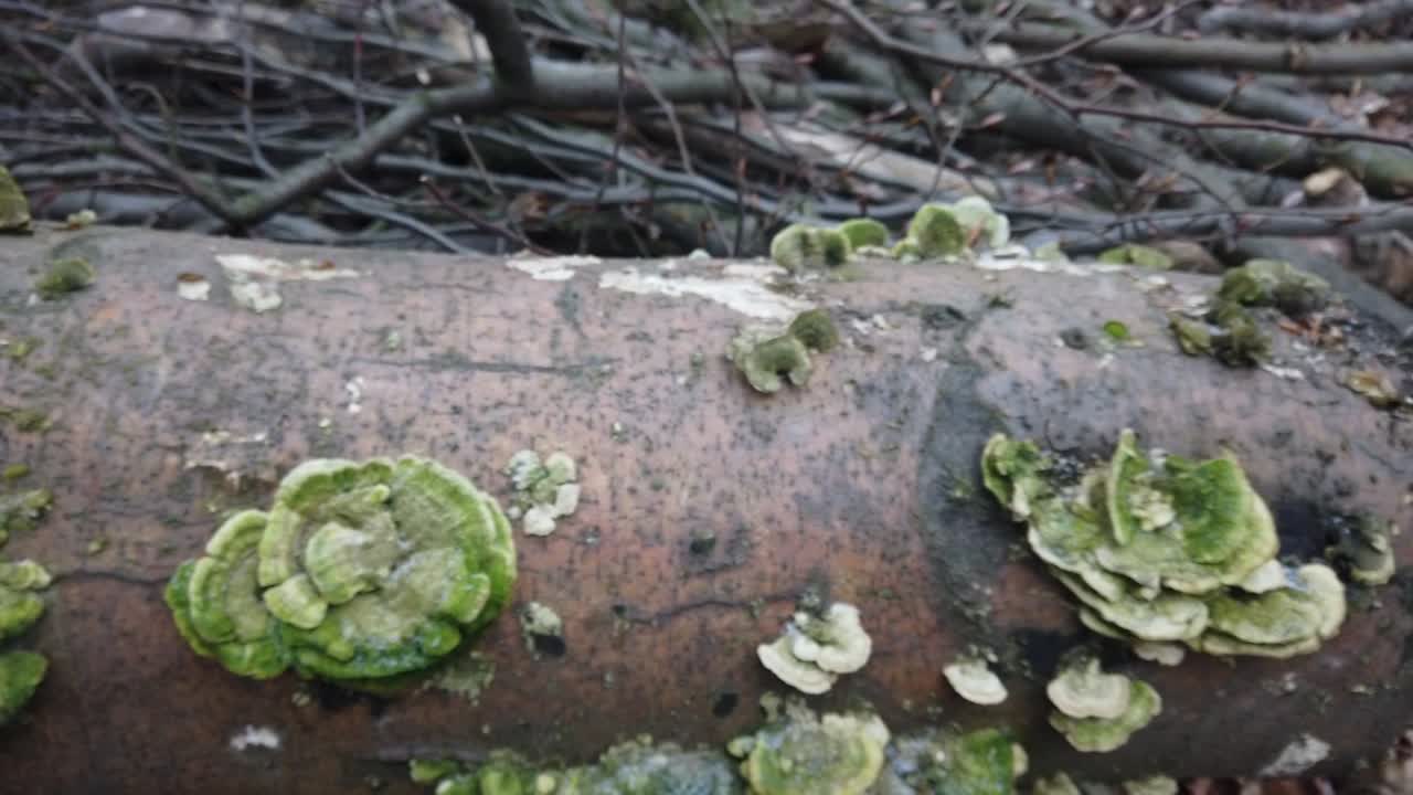 Fungus Videos - HD and 4K to download | Magnific
