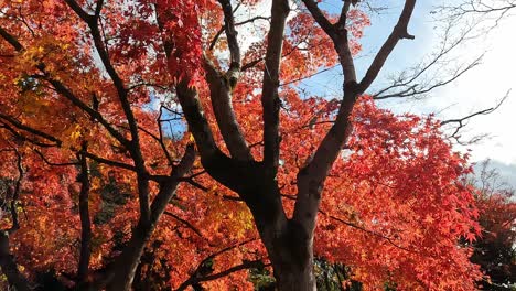 Schöne-Rote-Ahornbäume-Im-Herbst-Japan