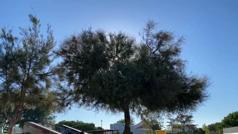 sol de cielo azul y lapso de tiempo de movimiento soleado con algunos árboles avivados por el viento