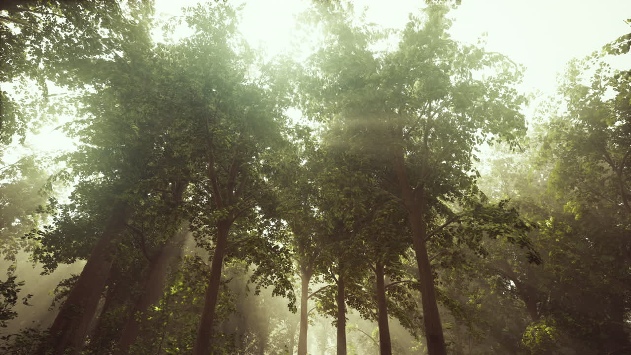 rayos de sol a través de un bosque de niebla
