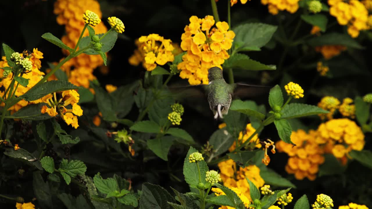 Dorsal view of a male Peruvian Sheartail hummingbird hovering to feed on yellow blossoms. The long tail and fast wing motion are sharp against a lush green leafy background