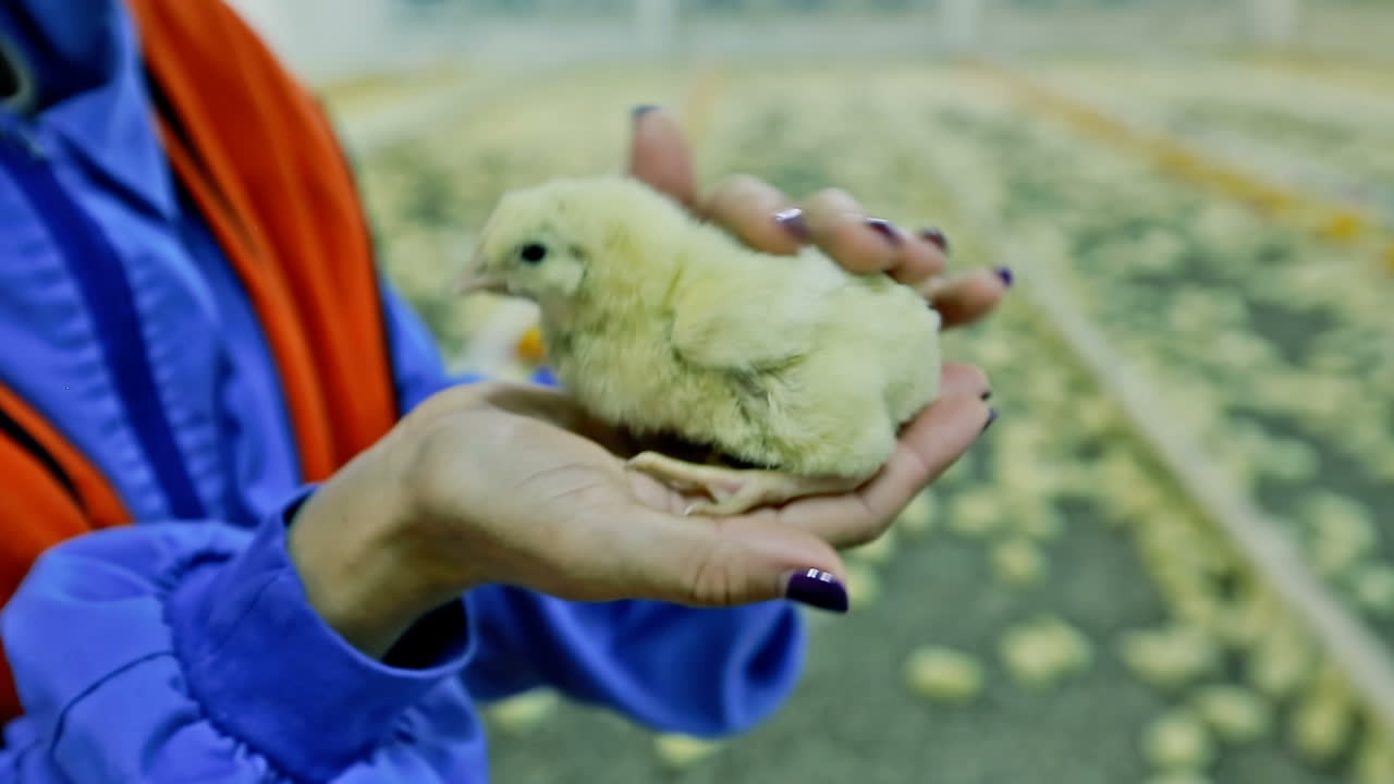 Farmer holds chick on hand. Baby chicken hatched from eggs in incubator