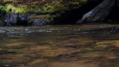 Eine-Halsabschneiderforelle-Springt-Aus-Dem-Wasser,-Um-Eine-Eintagsfliege-An-Der-Oberfläche-Zu-Fangen