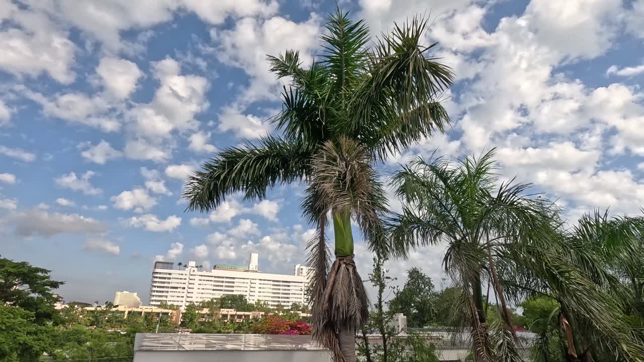 palmera moviéndose con el viento contra el telón de fondo de la ciudad