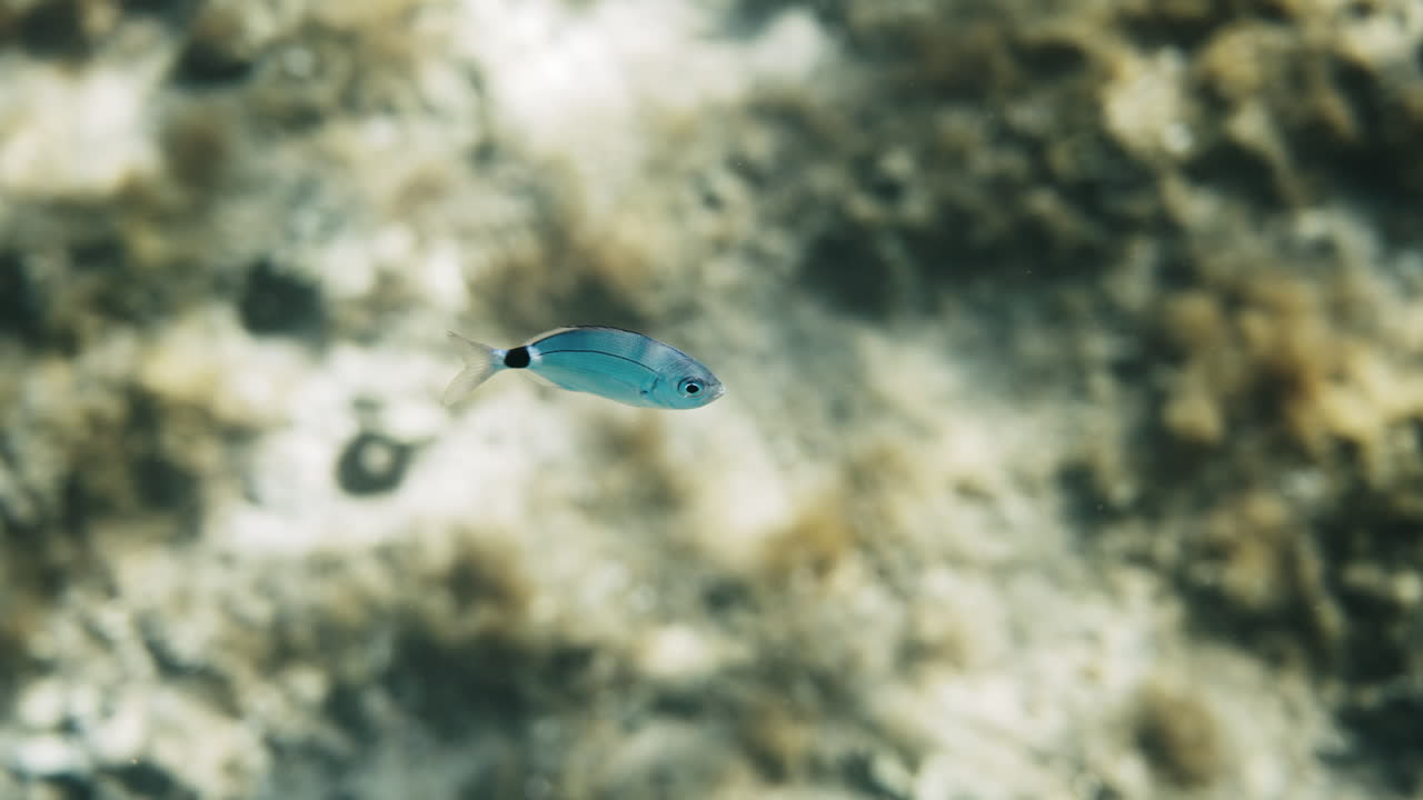 Small Blue Fish in Underwater Environment