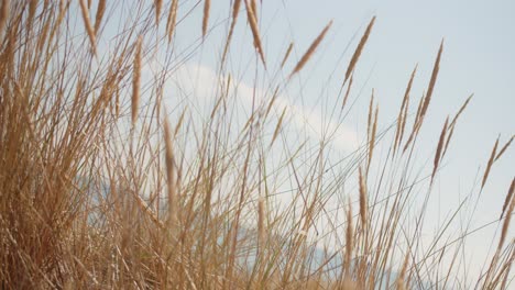 immersive camera movement between sea grass stems on a hot summer day at the beach