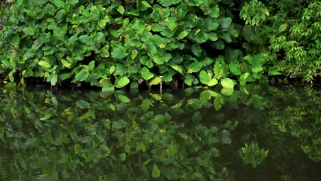 üppige-Vegetation,-Die-Sich-Im-See-Widerspiegelt