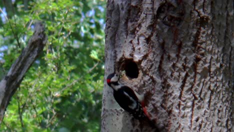 Un-Gran-Pájaro-Carpintero-Manchado-Trae-Insectos-Al-Nido,-Un-Agujero-En-Un-árbol-Y-Alimenta-A-Sus-Crías