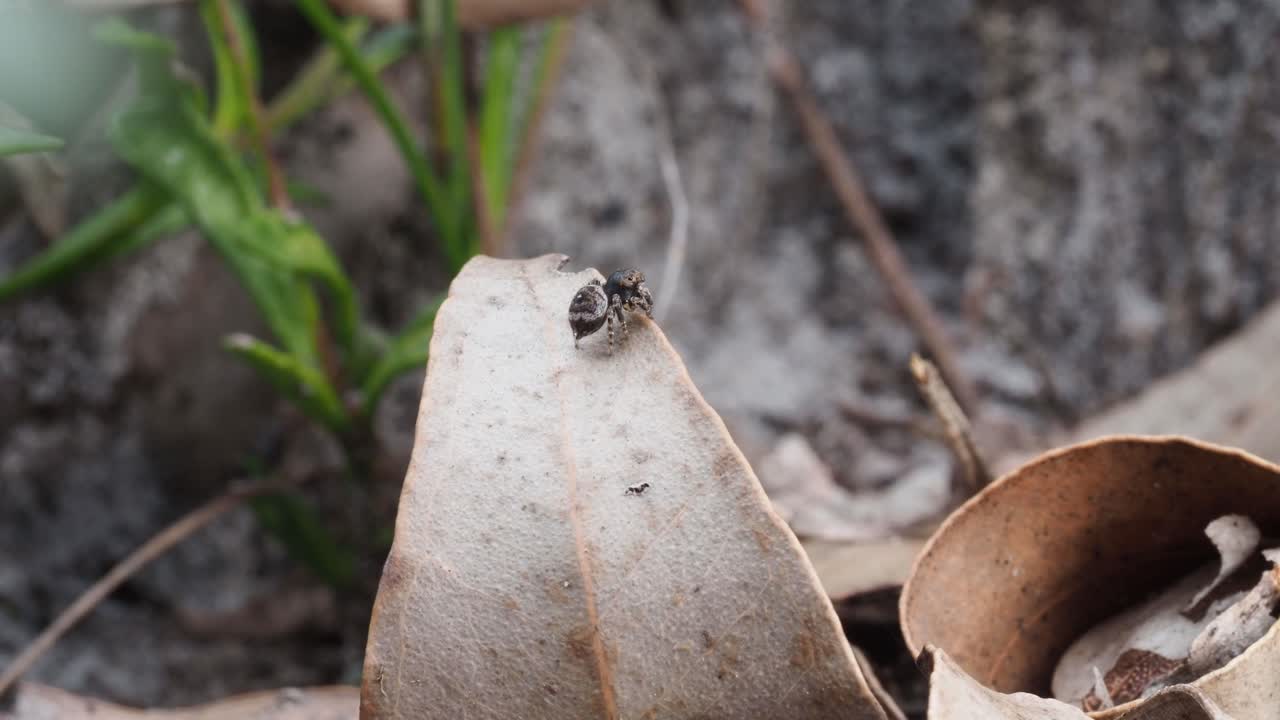 잎 끝에 공작 거미 maratus karrie 여성
