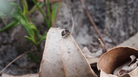 araña pavo real maratus karrie hembra en la punta de una hoja