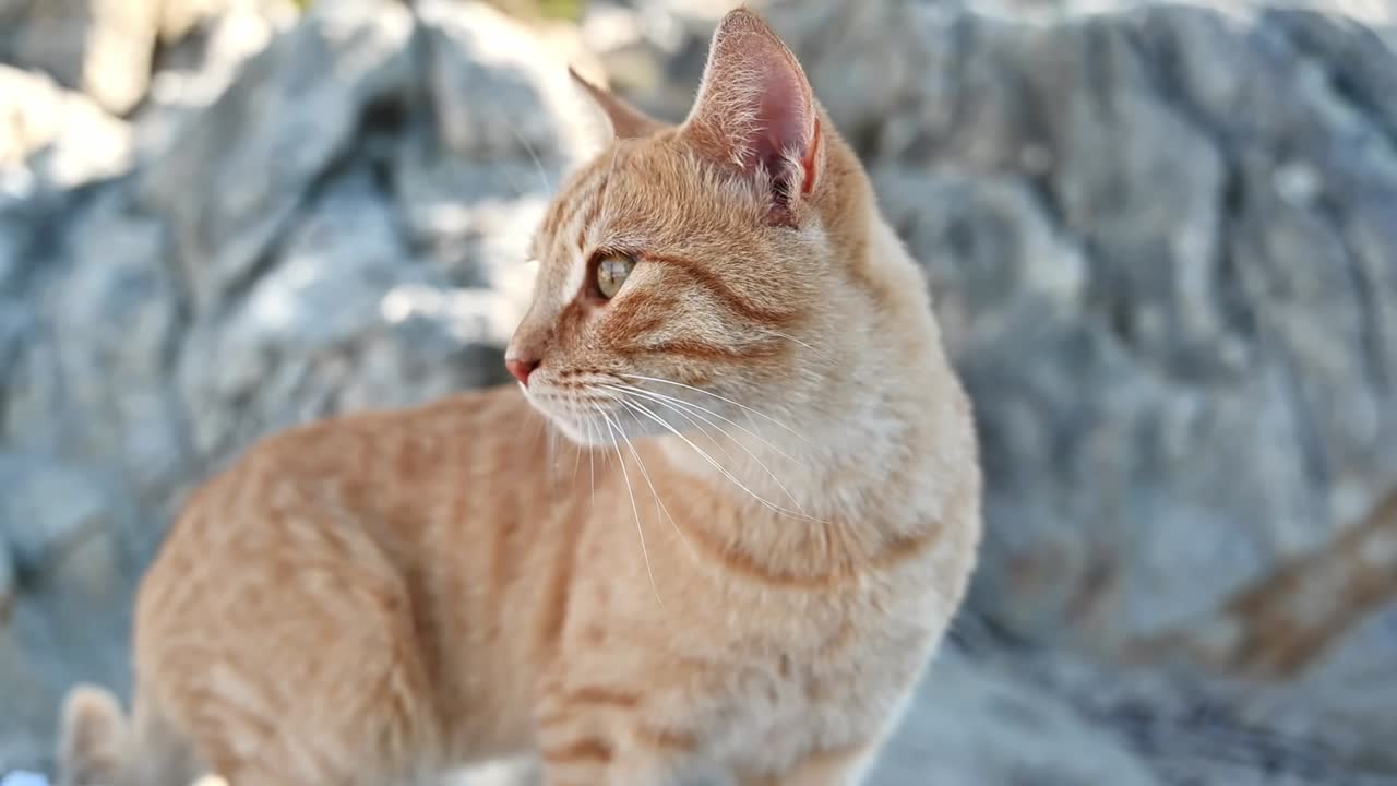 Gatto rosso sdraiato sulle rocce in Grecia. Rallentatore