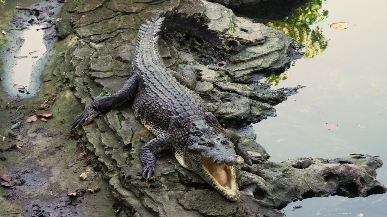 cocodrilo de agua salada descansando en un río salvaje en un parque nacional balinés