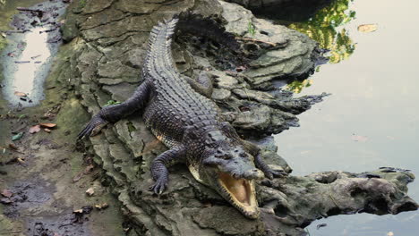 Cocodrilo-De-Agua-Salada-Descansando-En-Un-Río-Salvaje-En-Un-Parque-Nacional-Balinés