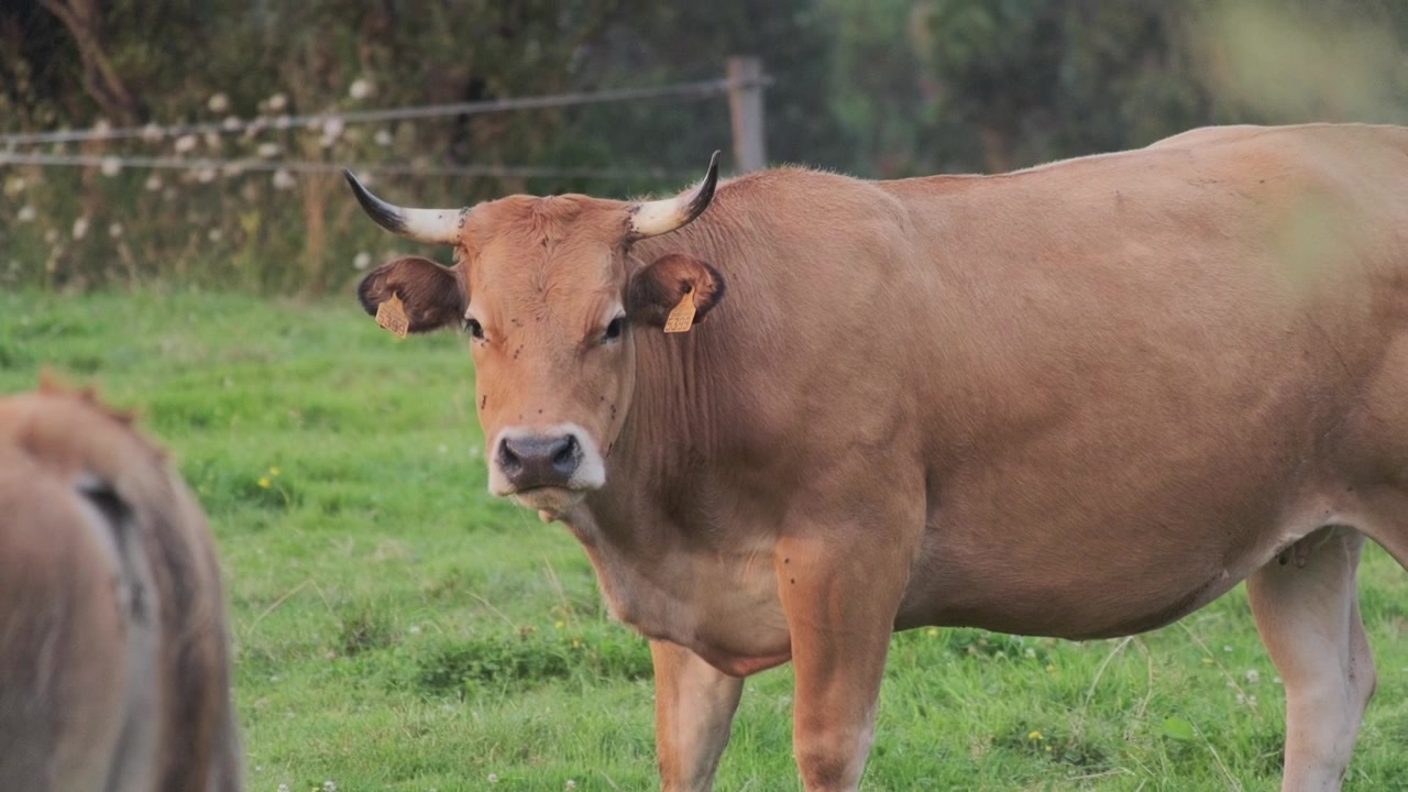 Mucca adulta con le corna in un prato erboso rurale
