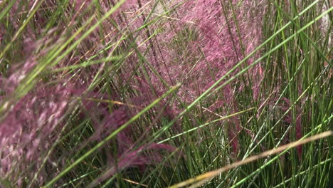 Pink-hairawn-muhly-grass-blows-in-light-breeze,-slow-motion-close-up-4K