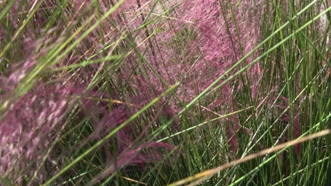 pink hairawn muhly grass blows in light breeze, slow motion close up 4k