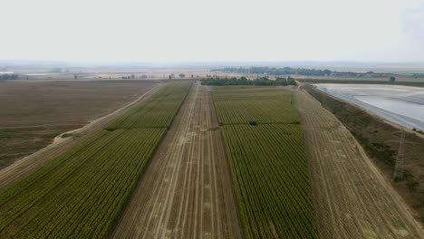 drone flying over a cornfield during harvest. the drone glides over a lush, green agricultural field. stunning summer landscape unfolds as the camera captures a top-down view of the vibrant cornfield