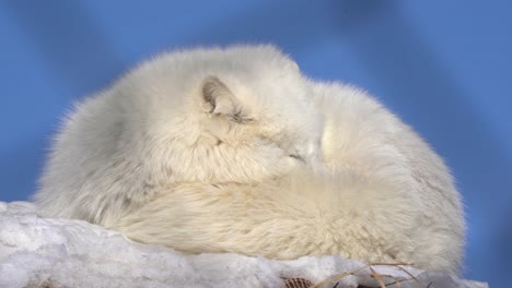 White-furry-arctic-fox-in-captivity-taking-a-nap-in-the-sun-before-rising-head-quickly-when-hearing-a-sound---Static-closeup-of-fox-with-soft-focus-netting-fence-in-foreground