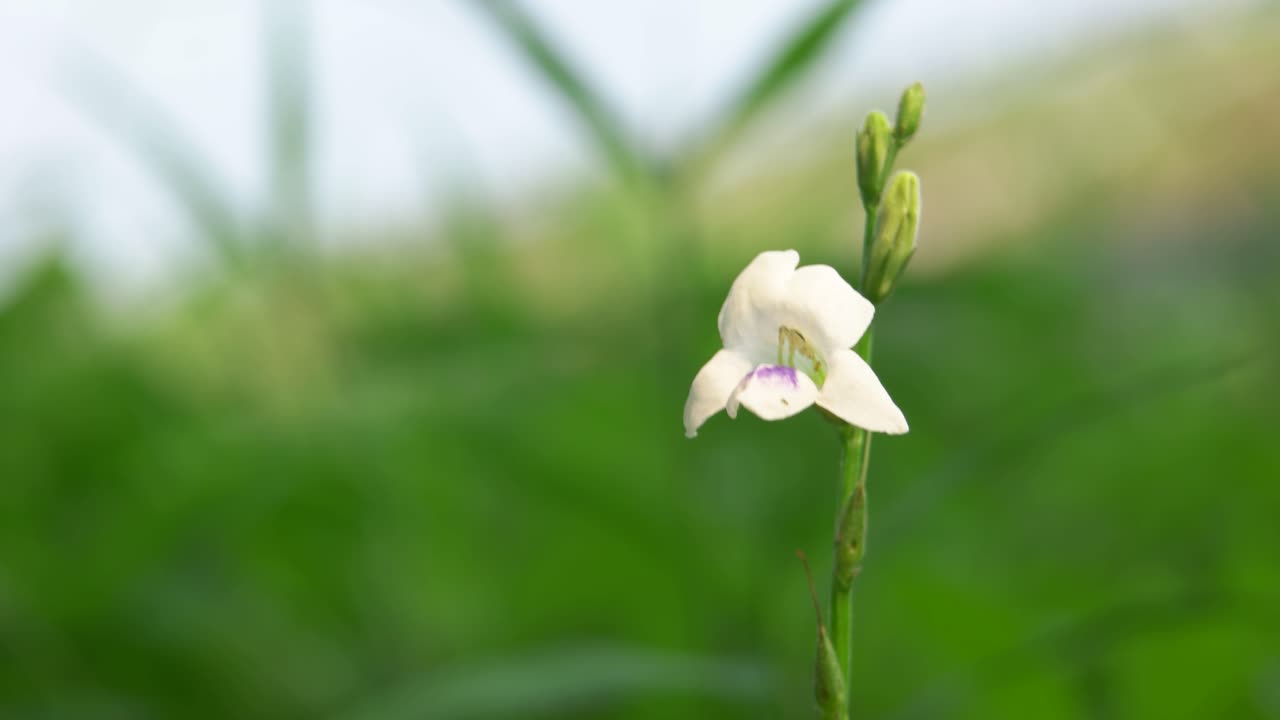 바람에 날리는 하얀 풀꽃