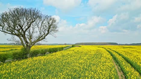 Faszinierende-Drohnenaufnahmen-Einer-Wunderschönen-Gelben-Rapsernte-Auf-Einem-Feld-In-Lincolnshire