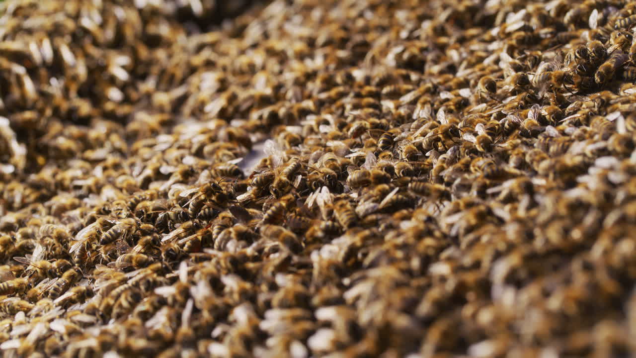 Bees Working in the Hive