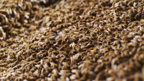 bees working in the hive