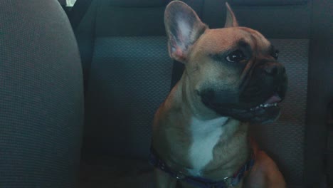 small french bulldog stay in car on back seats and waiting for her guardian with seat belt