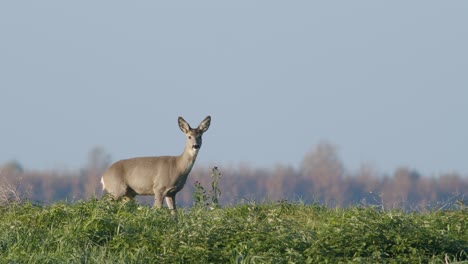 common wild roe deer perfect closeup on meadow pasture autumn golden hour light