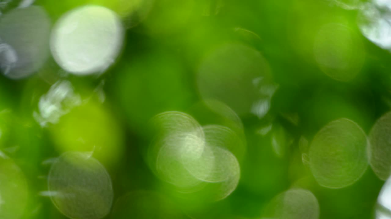 el bokeh verde de 4k.