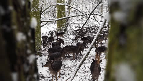 fallow deer herd grazing in snow in a winter forest,between two trees