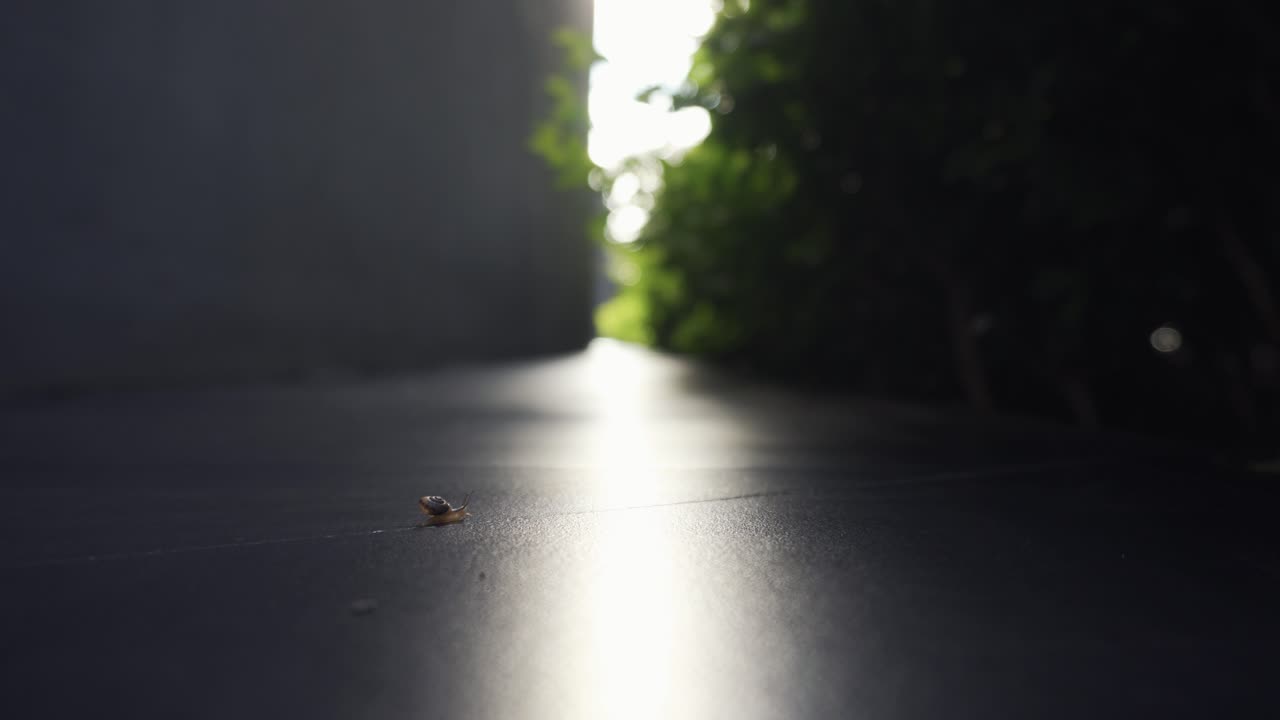 배경에 덤불이 있는 검은색 야외 타일을 가로지르는 작은 달팽이