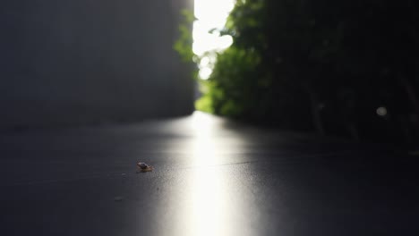 Tiny-Snail-Slithers-Across-Black-Outdoor-Tile-with-Bushes-in-Background