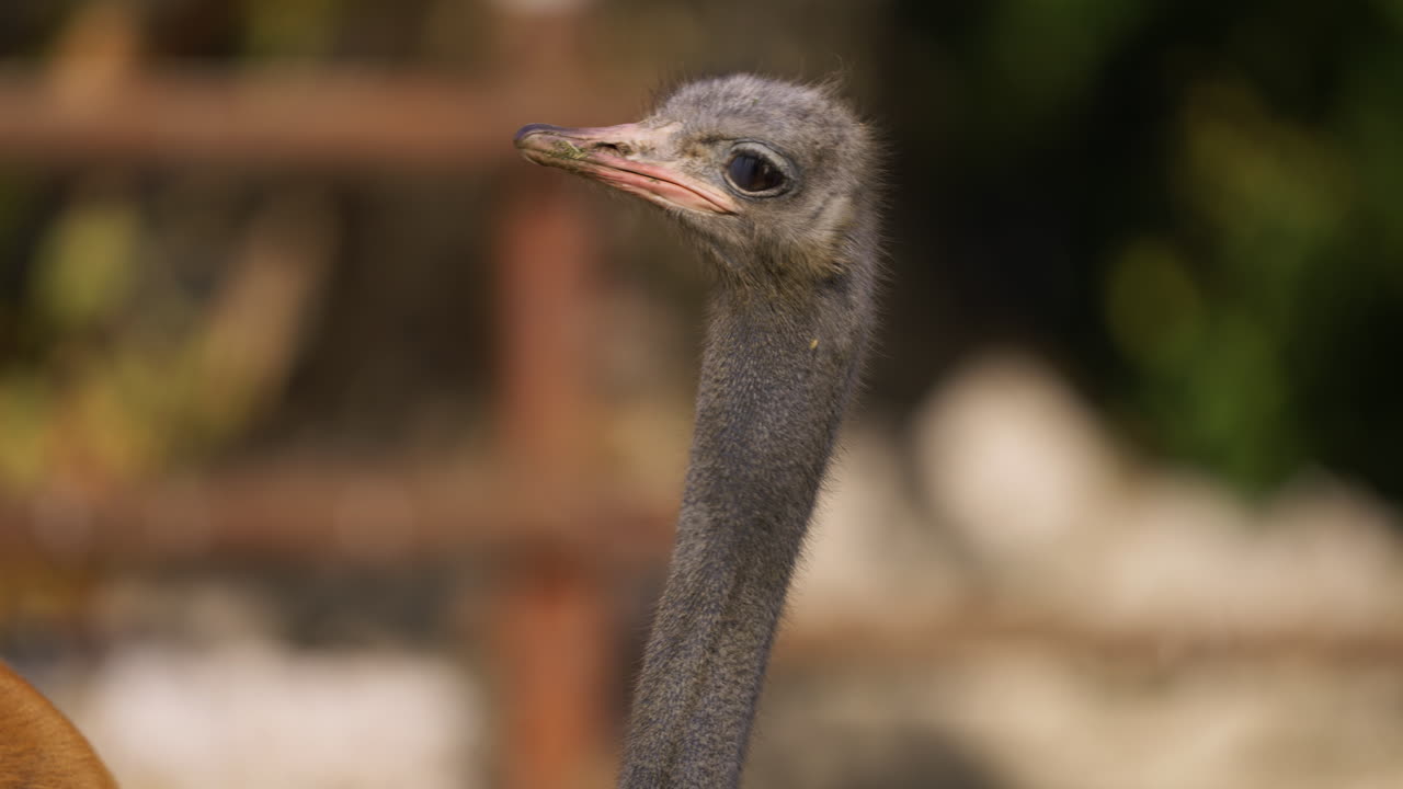 Ostrich Close-Up
